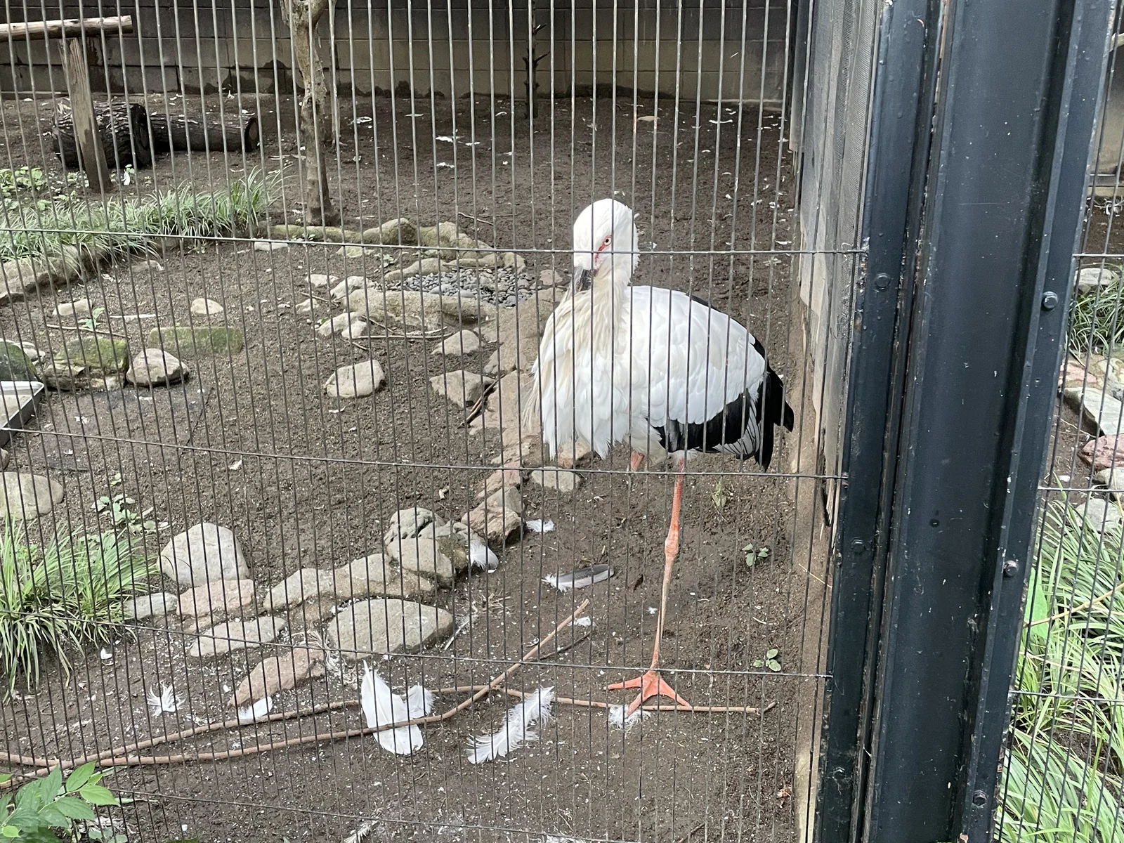 白い体と黒い翼、赤みのある長い脚を持つニホンコウノトリ