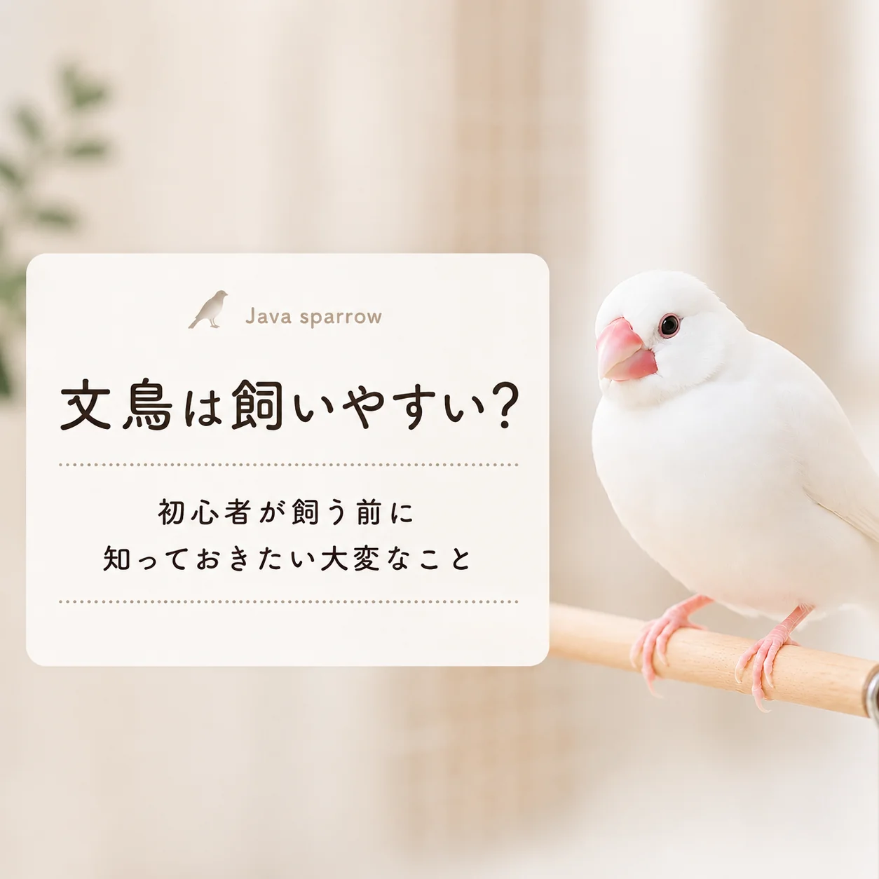 文鳥は飼いやすい？